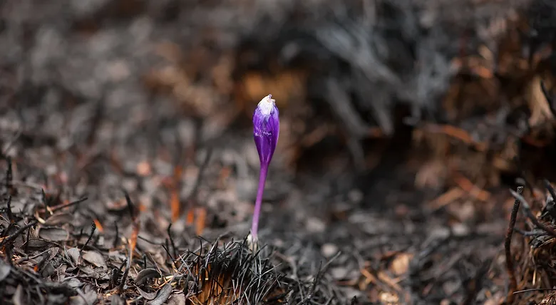 4125d3_ab61b1560fe64f538413ebed0f66a211_mv2_d_4256_2832_s_4_2