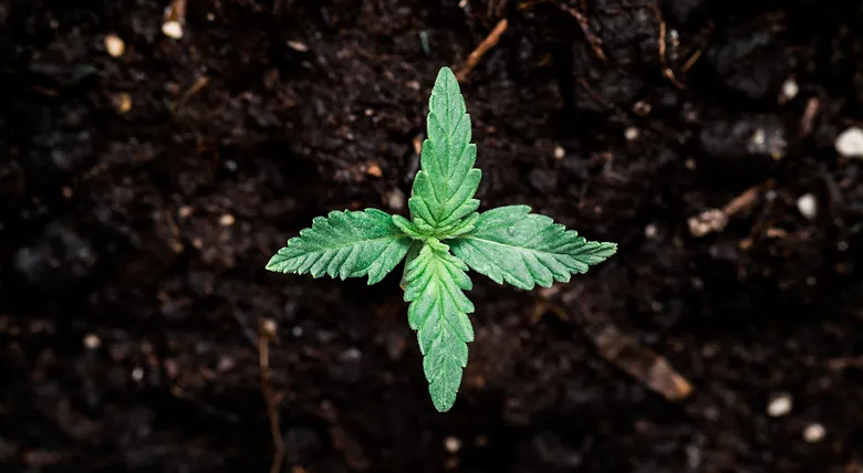 4125d3_c665eabc65b94b36850ff4ea074b56c7_mv2